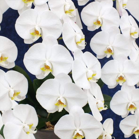 北海道お届け限定！大輪系 コチョウラン白 30輪タイプ ※送料込｜洋蘭10