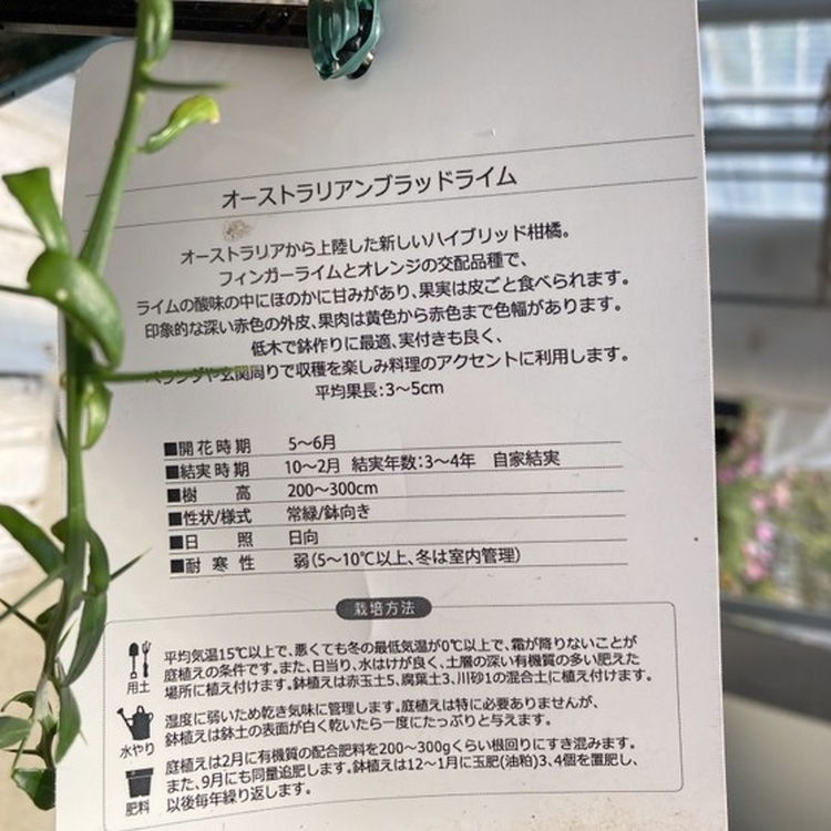 ハイブリッド柑橘 オーストラリアン ブラッドライム 5号|柑橘|果樹04-PA