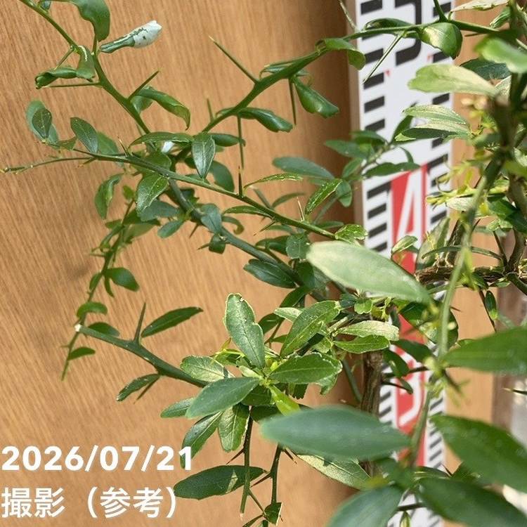 ハイブリッド柑橘 オーストラリアン ブラッドライム 5号|柑橘|果樹04-PA