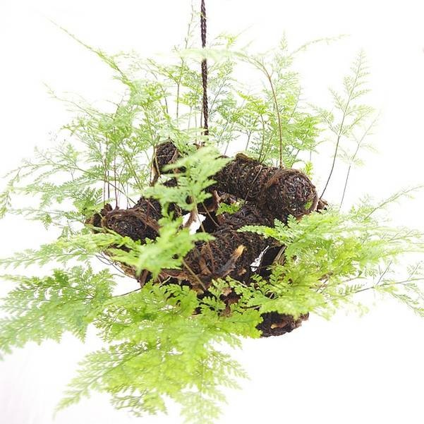 落葉性吊りしのぶ 屋形船 分類で選ぶ 観葉植物 赤塚植物園オンライン フラワーショップ 花の音 落葉性吊りしのぶ 屋形船 分類で選ぶ 観葉植物 赤塚植物園オンライン フラワーショップ 花の音
