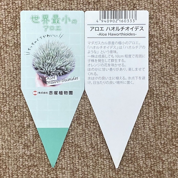 極小アロエ!アロエ・ハオルチオイデス 2.5号 2鉢セット|観葉01-D1