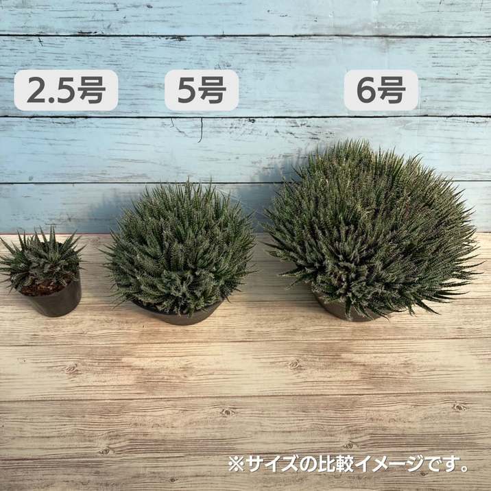 極小アロエ！アロエ・ハオルチオイデス 2.5号 2鉢セット｜観葉01-D1