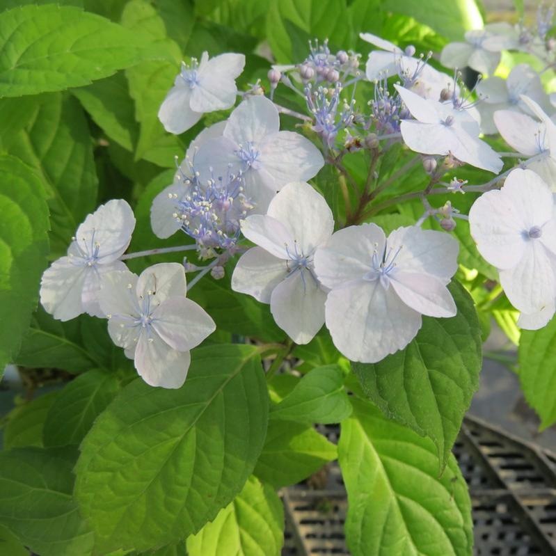 ヤマアジサイ 伊予の花火 4号 赤塚植物園自社農場 ヤマアジサイ 赤塚植物園オンライン 花の音