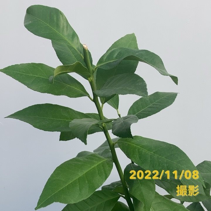 アレンユーレカレモン 5号ロングポット 2年生苗|果樹04-PA