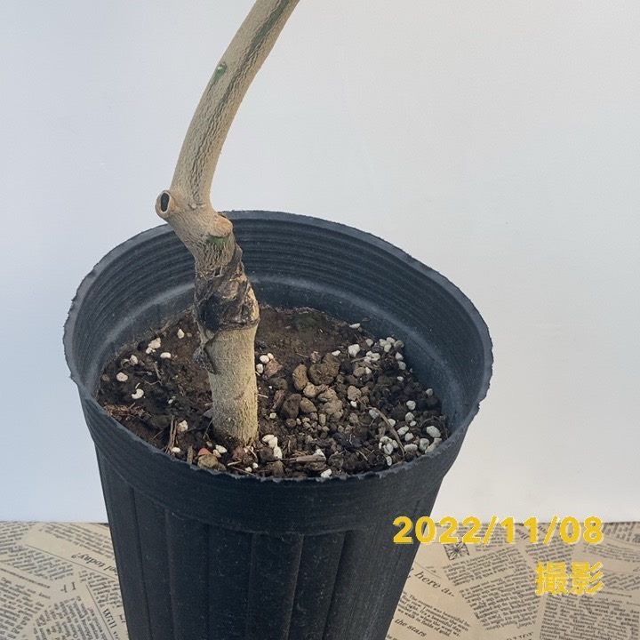 アレンユーレカレモン 5号ロングポット 2年生苗|果樹04-PA