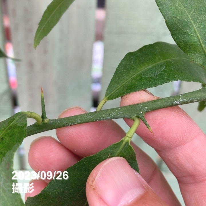 アレンユーレカレモン 5号ロングポット 2年生苗|果樹04-PA