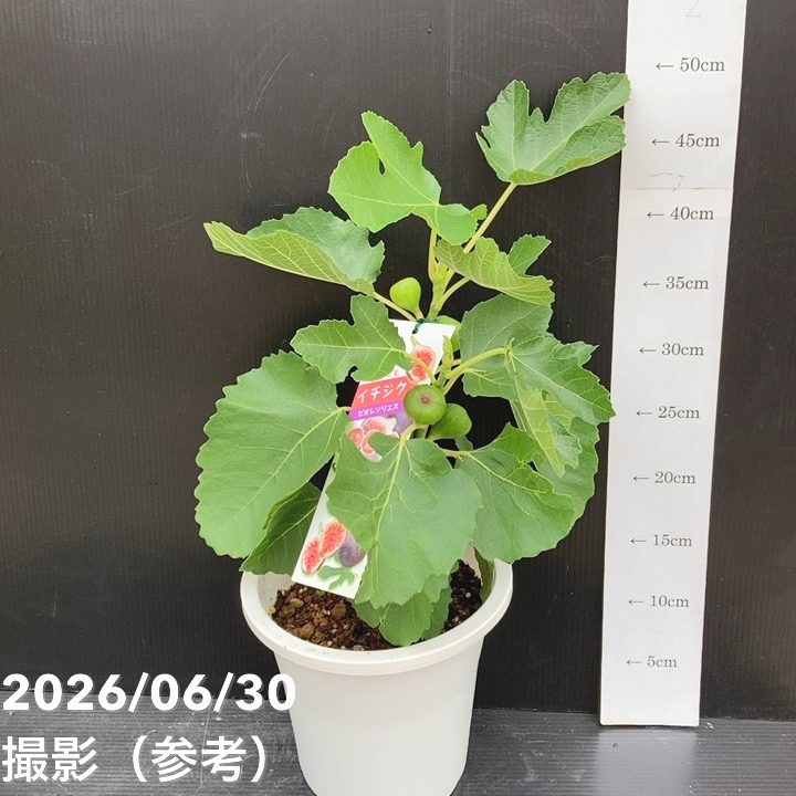 予約】充実株 イシヅキ農園さん イチジク ビオレソリエス 6号 2年生苗