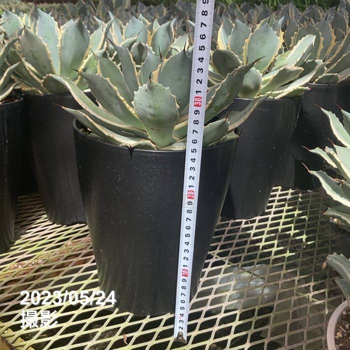 アガベ ポタトラム 大株雷神錦 子株付き 鉢ごと発送 アガベ ポタトラム 大株雷神錦 子株付き 鉢ごと発送 - メルカリ