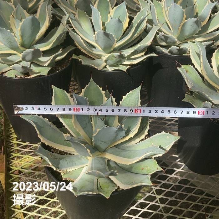 数量限定】アガベ 7号 ポタトラム 雷神錦｜観葉01-D1 | 観葉