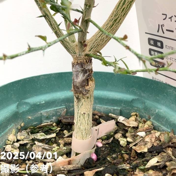 フィンガーライム 5号ロングスリット鉢 パープルブリス｜柑橘