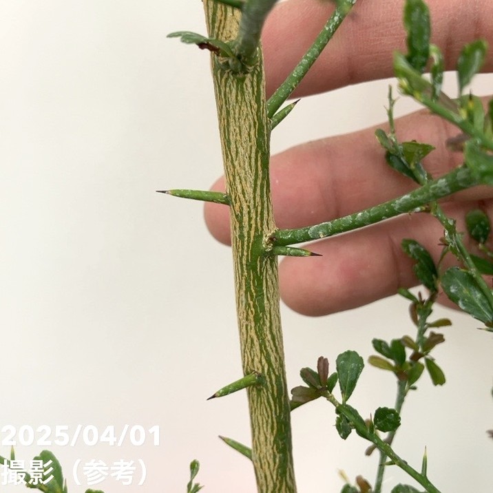 フィンガーライム 5号ロングスリット鉢 パープルブリス|柑橘|果樹10-TU