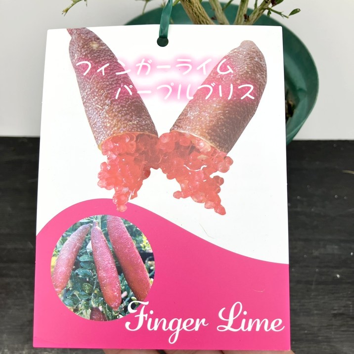 フィンガーライム 5号ロングスリット鉢 パープルブリス|柑橘|果樹10-TU