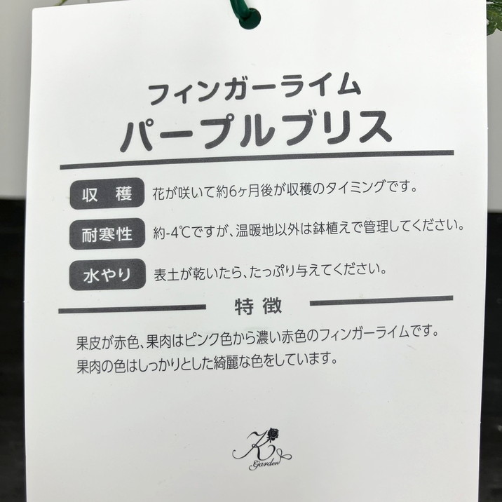 フィンガーライム 5号ロングスリット鉢 パープルブリス|柑橘|果樹10-TU