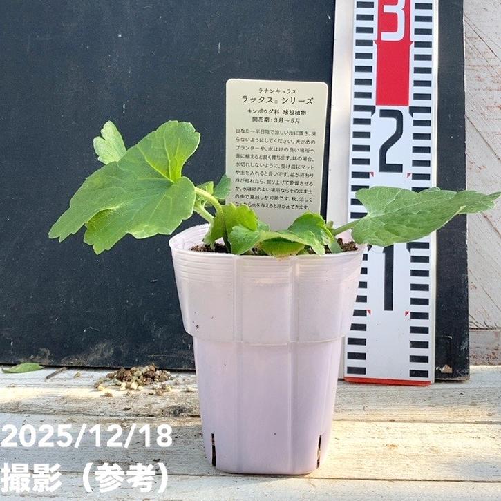 ラナンキュラス ラックスシリーズ 3.5～4号 ムーサ｜草花04-PA | 草花