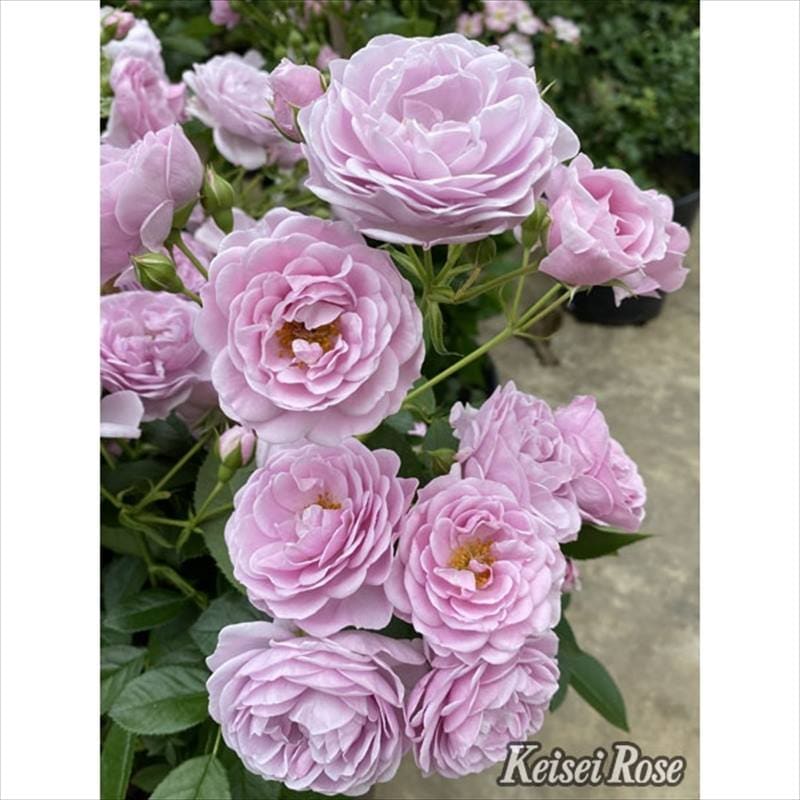 つるバラ長尺苗 プロローグ 6号 京成バラ園芸｜s200｜花木04-PA | 花木