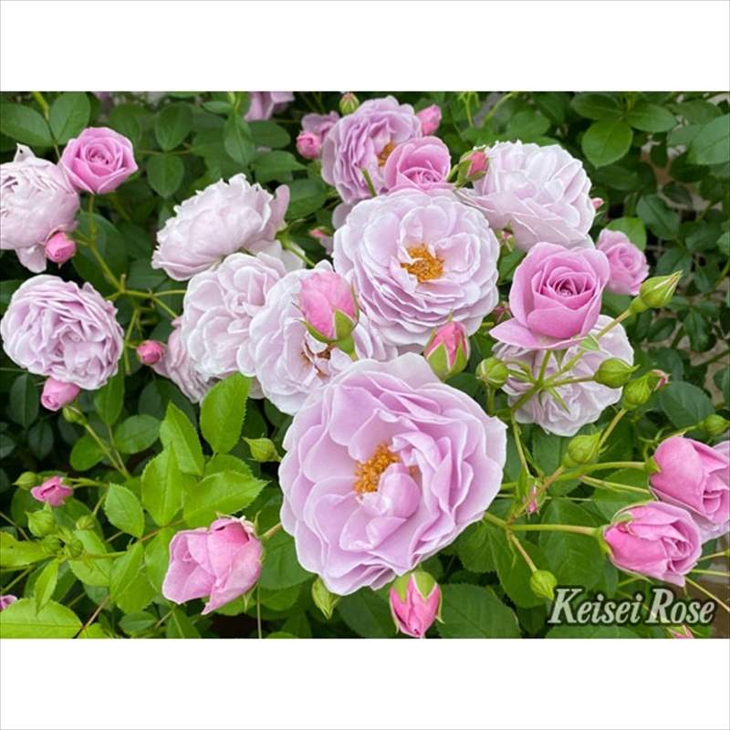 つるバラ長尺苗 プロローグ 6号 京成バラ園芸｜s200｜花木04-PA | 花木