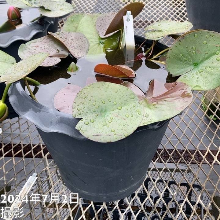 温帯スイレン 9号 マリカン Malikan｜草花01-D1 | 草花,熱帯スイレン