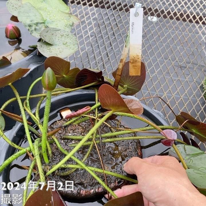 温帯スイレン 9号 マリカン Malikan|草花01-D1