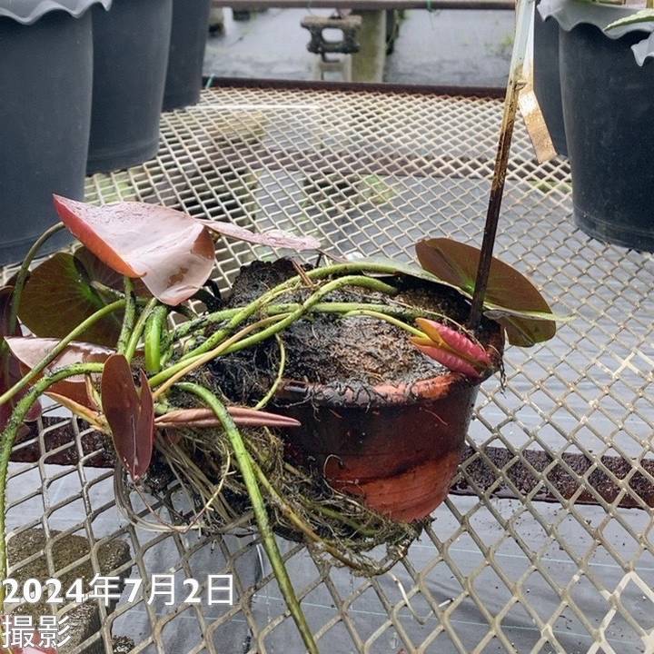 温帯スイレン 9号 マリカン Malikan|草花01-D1