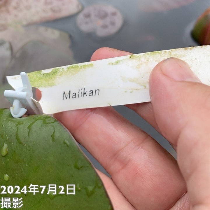 温帯スイレン 9号 マリカン Malikan|草花01-D1
