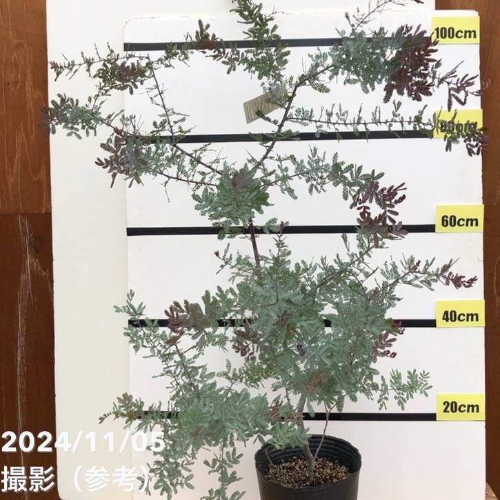 銀葉アカシア プルプレア 7号ポット｜花木10-TU | 花木・庭木,ミモザ