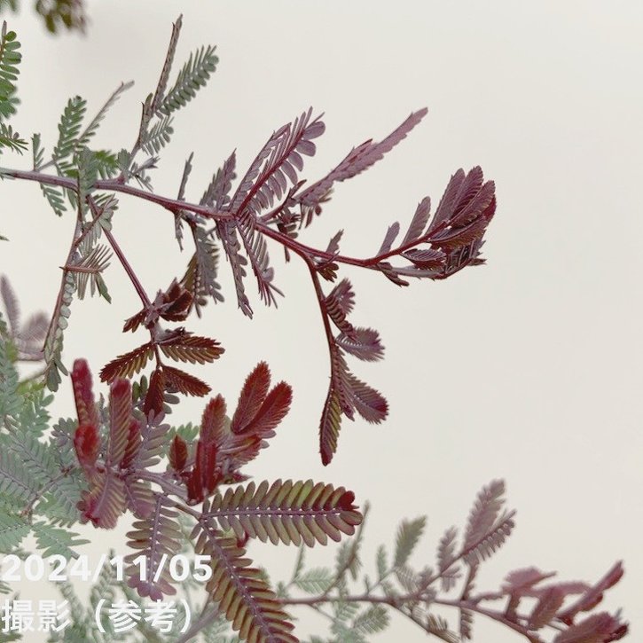 ⑤　アカシア　プルプレア　「銀葉アカシア」７号　特大苗木最高等級極上‼️ ⑤ アカシア プルプレア 「銀葉アカシア」7号 特大苗木最高等級極上