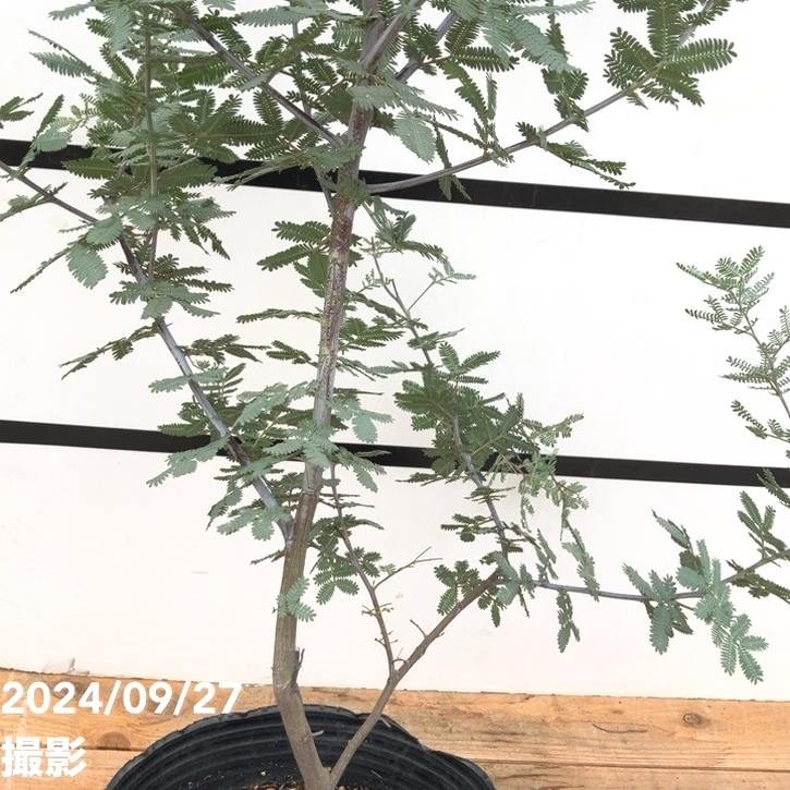 銀葉アカシア プルプレア 7号ポット｜花木10-TU | 花木・庭木,ミモザ