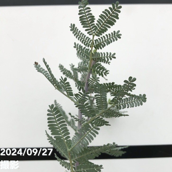 銀葉アカシア プルプレア 7号ポット｜花木10-TU | 花木・庭木,ミモザ