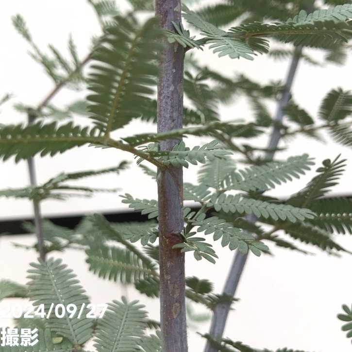 ⑤　アカシア　プルプレア　「銀葉アカシア」７号　特大苗木最高等級極上‼️ ⑤ アカシア プルプレア 「銀葉アカシア」7号 特大苗木最高等級極上