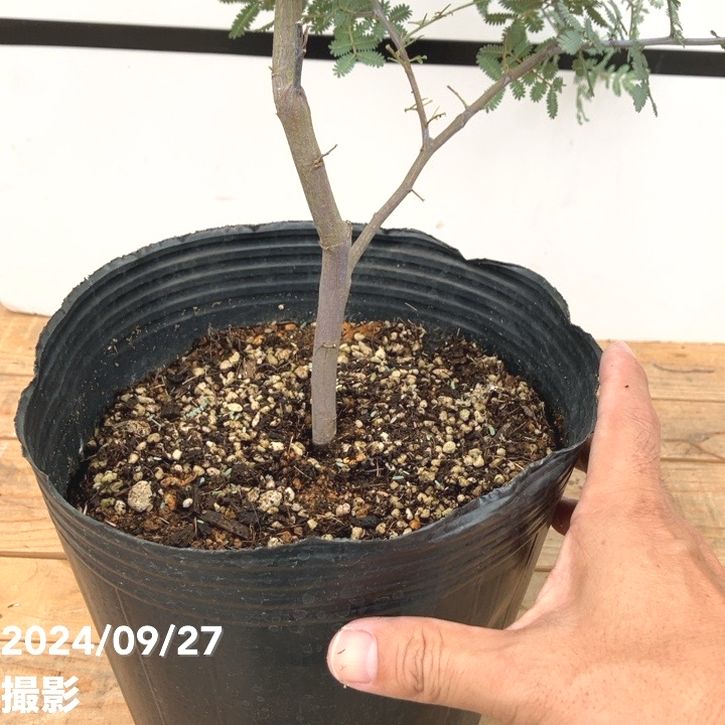 銀葉アカシア プルプレア 7号ポット｜花木10-TU | 花木・庭木,ミモザ