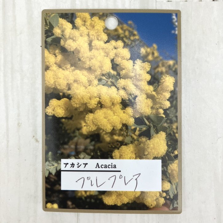 銀葉アカシア プルプレア 7号ポット｜花木10-TU | 花木・庭木,ミモザ