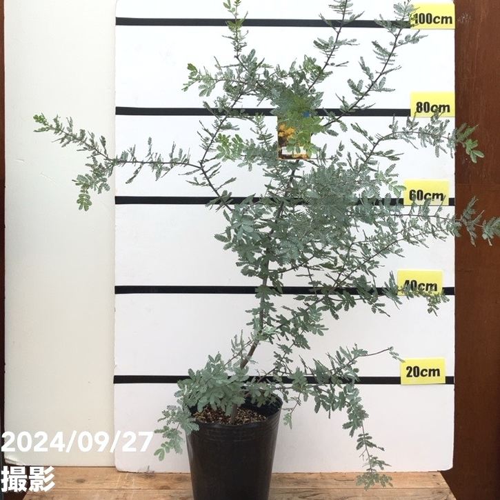 パールアカシア レンガ風石膏鉢植え 苗 ミモザ パールアカシア レンガ