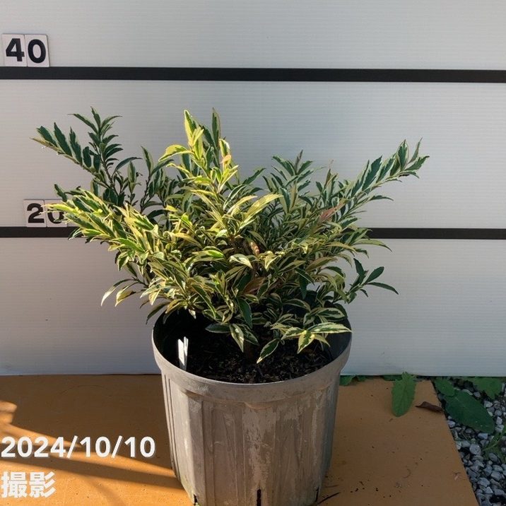 斑入りヒサカキ トリカラー 7号スリット鉢｜花木10-TN | 花木・庭木