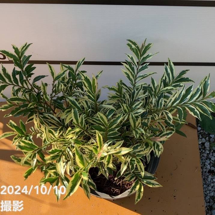 斑入りヒサカキ トリカラー 7号スリット鉢｜花木10-TN | 花木・庭木