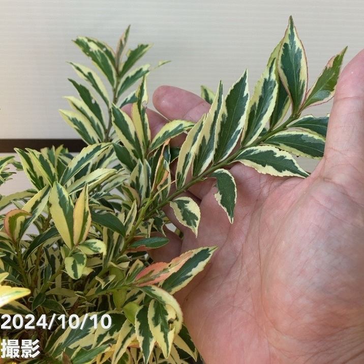 斑入りヒサカキ トリカラー 7号スリット鉢｜花木10-TN | 花木・庭木