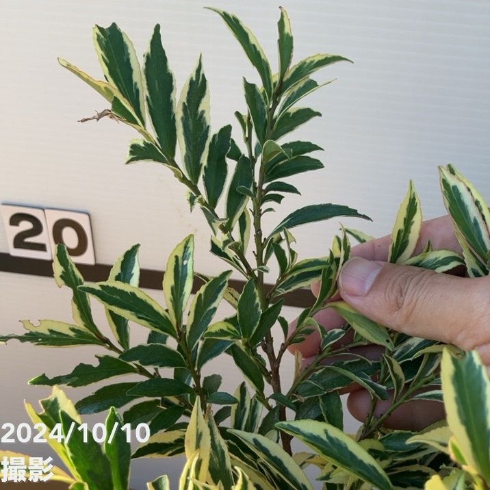 斑入りヒサカキ トリカラー 7号スリット鉢｜花木10-TN | 花木・庭木