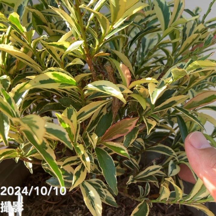斑入りヒサカキ トリカラー 7号スリット鉢｜花木10-TN | 花木・庭木