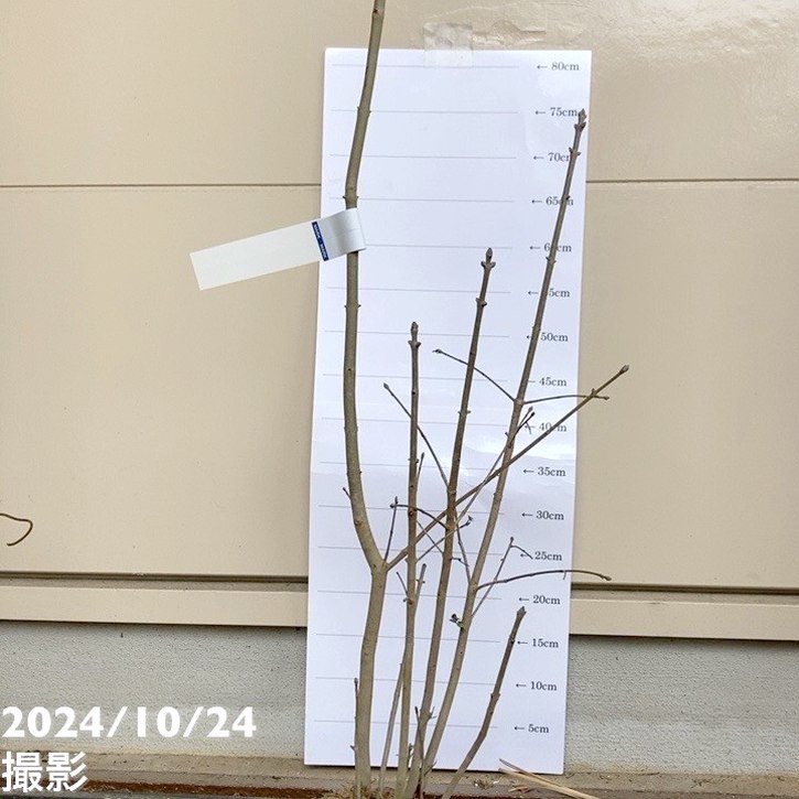 アオダモ 株立ち 根巻き苗｜s200｜花木04-PA | 花木・庭木 | 赤塚