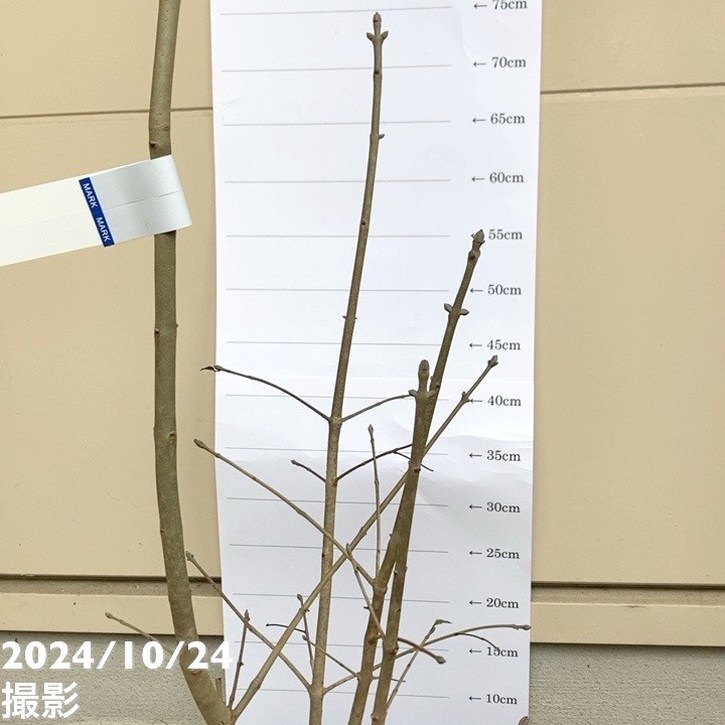 アオダモ 株立ち 根巻き苗｜s200｜花木04-PA | 花木・庭木 | 赤塚