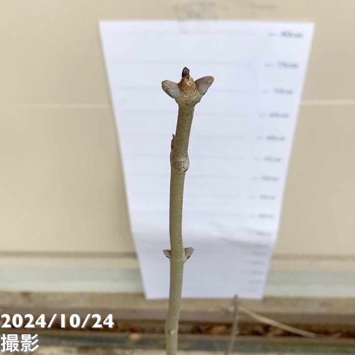 アオダモ 株立ち 根巻き苗｜s200｜花木04-PA | 花木・庭木 | 赤塚