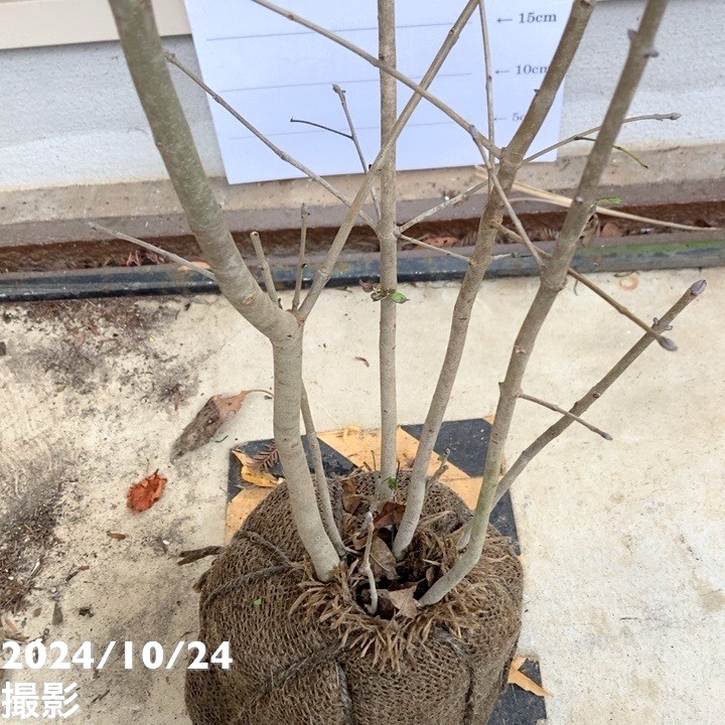 6 アオダモ　株立ち 6 アオダモ 株立ち