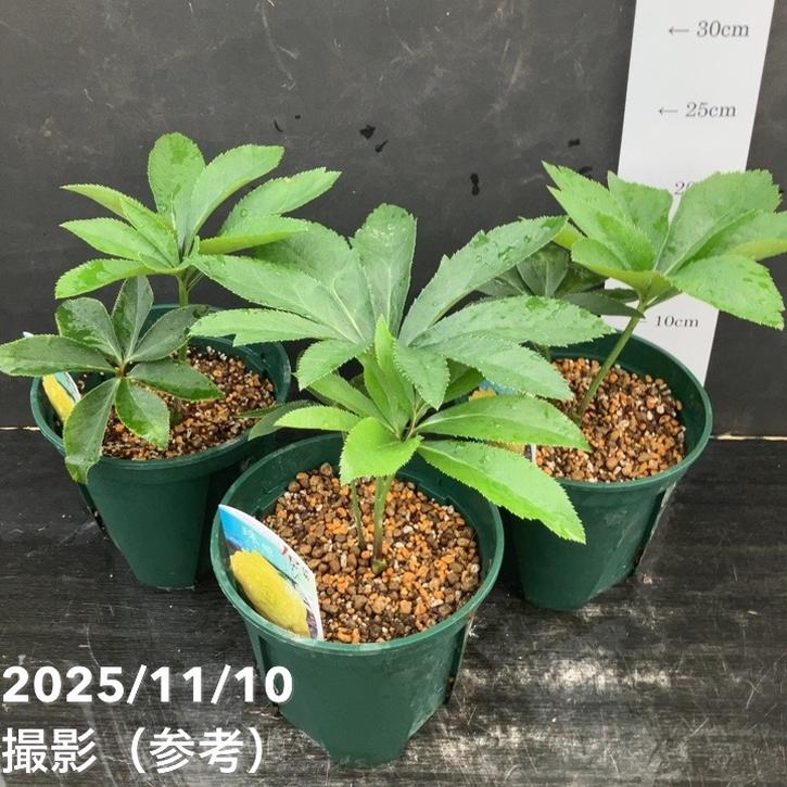 クリスマスローズ 伊勢みやび 5号 珠姫｜山野01-D1 | 草花,クリスマス