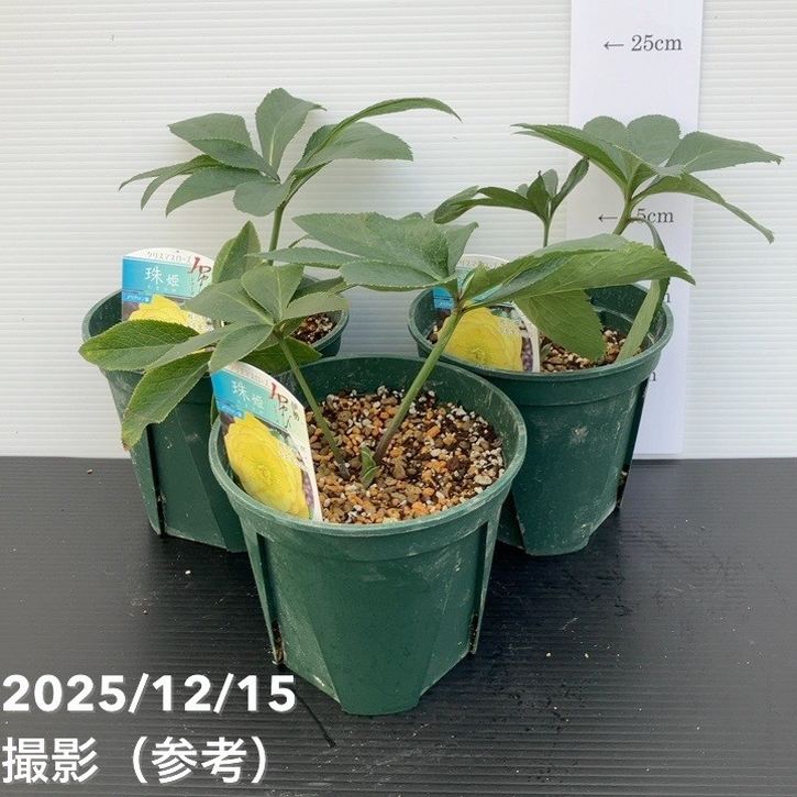 クリスマスローズ 伊勢みやび 5号 珠姫｜山野01-D1 | 草花,クリスマス