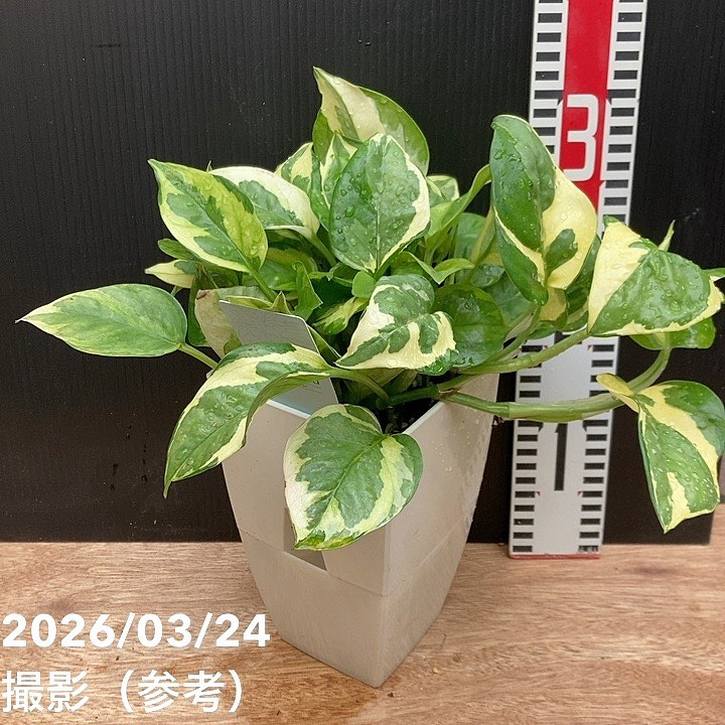 うるここ【現品・鉢まま出荷】希少ポトス　5点セット 借りずに買おう!】 ぽってり 黒色 10号 ポトス（タワー） モンステラ・ポトス