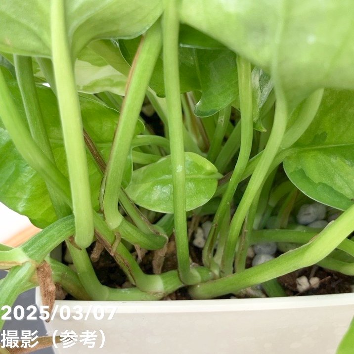 ポトス エメラルド 5号 角鉢 PVP｜観葉04-PA | 観葉・多肉,ポトス