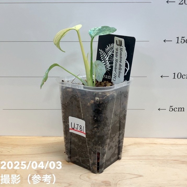 モンステラ Monroe 71803 Mustang Front Strut OESpectrum 5.0L 1987-1993