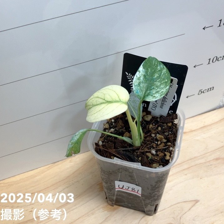 現品お届け】モンステラ デリシオーサ ホワイトモンスター 3号