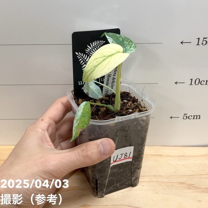 斑入りモンステラ　デリシオーサ　ダイコン　鉢ごと発送 斑入りモンステラ④ デリシオーサ ダイコン 鉢ごと発送 - メルカリ