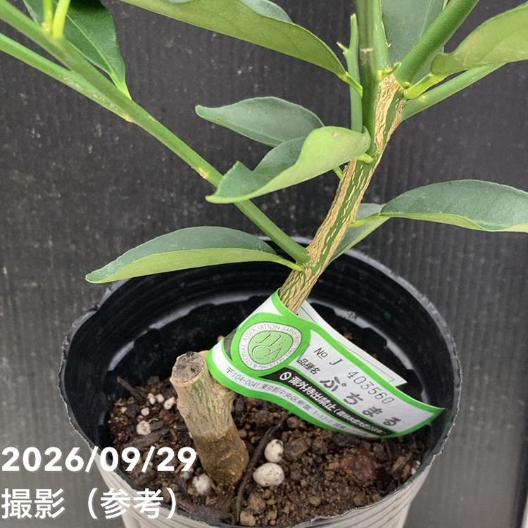 種なしキンカンぷちまる 4号ロングポット 1年生苗 PVP｜柑橘｜果樹04
