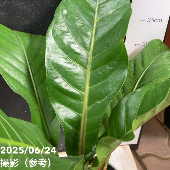 アンスリウム ジャングルキング 5号｜観葉04-PA | 観葉・多肉 | 赤塚